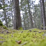 Freiheim Мерано