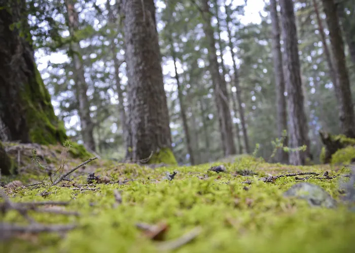 Freiheim ميرانو